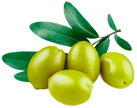 Ekstrakt z liści oliwnych